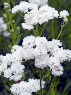 pytta 'The Pearl'>Omnia garden