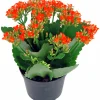 Våreld / Höstglöd lat. Kalanchoe Mix>Mäster Grön Clearance