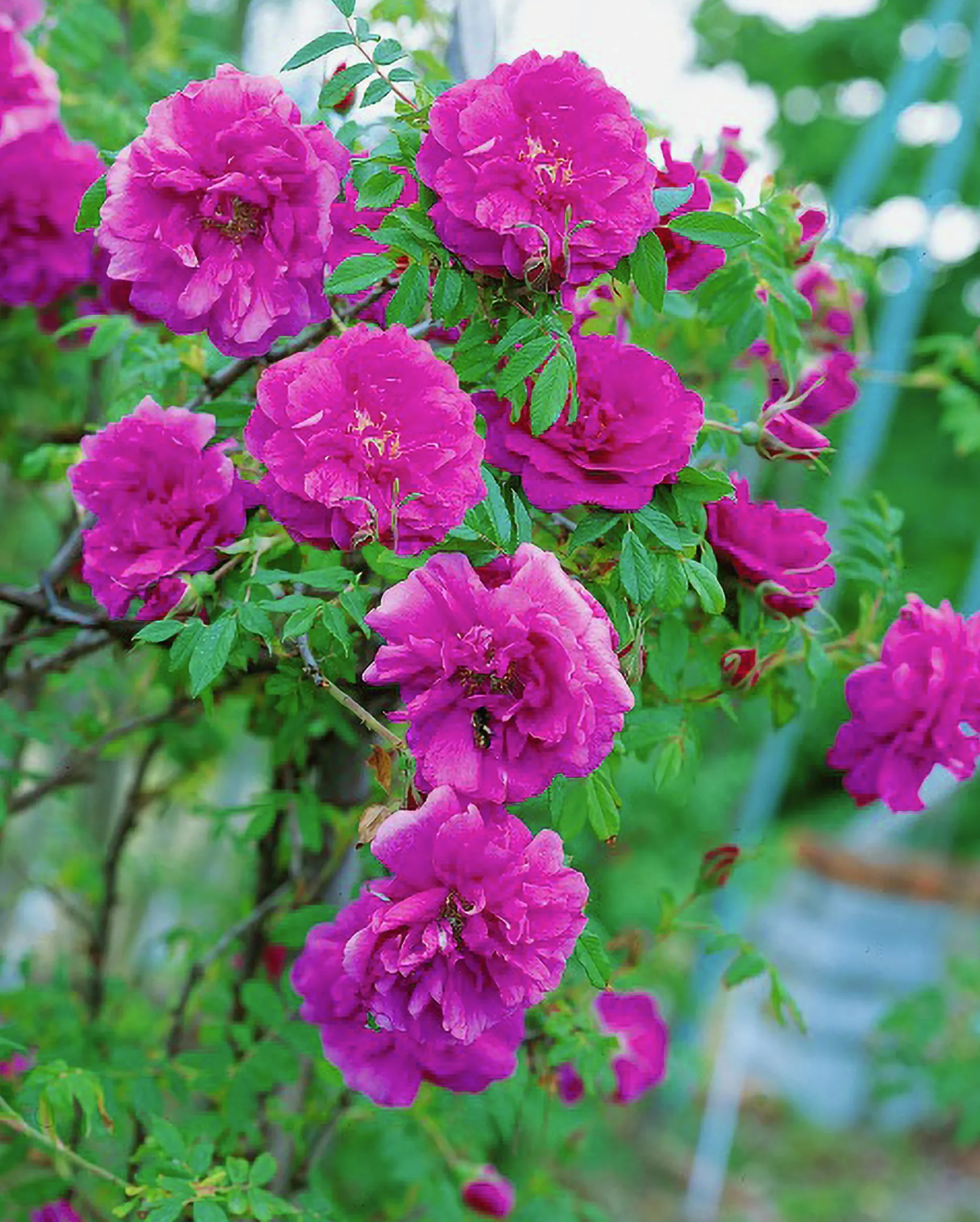 Vresros 'Hansa' Barrotad>Omnia garden Discount