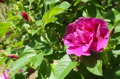 Vresros 'Hansa' Barrotad><noscript><img width=
