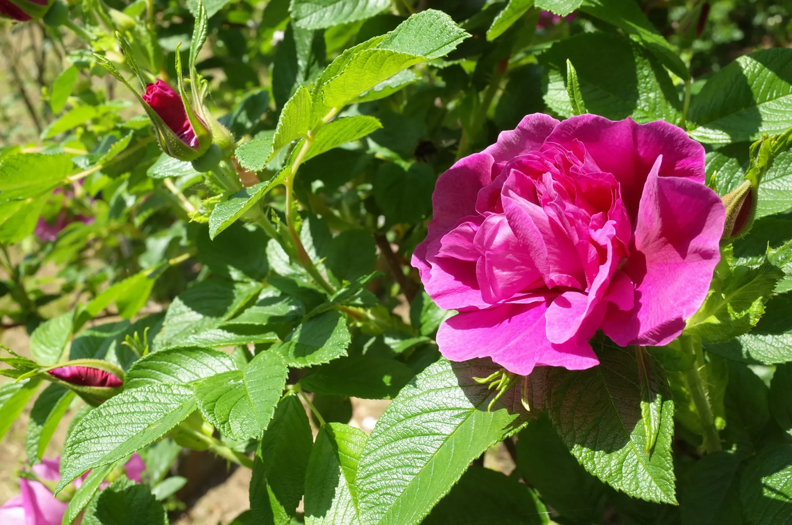 Vresros 'Hansa' Barrotad>Omnia garden Discount