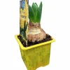 Vårhyacint Gul/Orange Ø7cm>Danblumen Sale