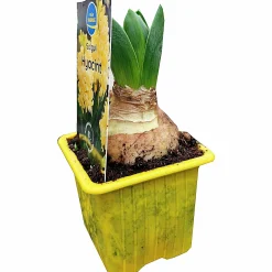 Vårhyacint Gul/Orange Ø7cm>Danblumen Sale
