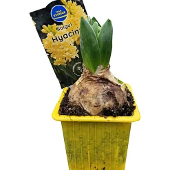 Vårhyacint Gul/Orange Ø7cm>Danblumen Sale