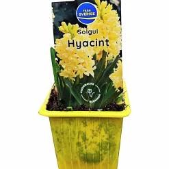 Vårhyacint Gul/Orange Ø7cm><noscript><img width=