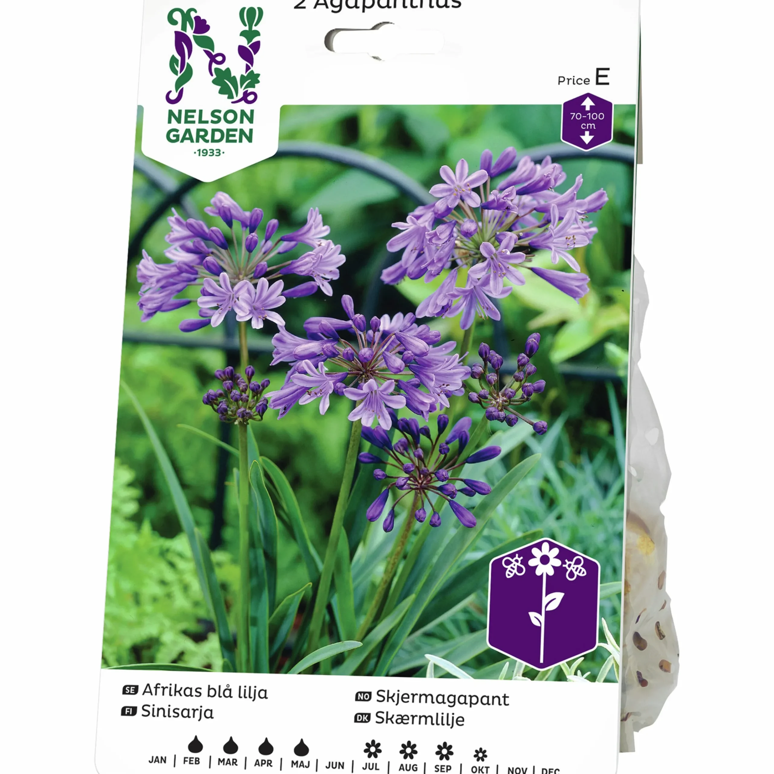Vårlök Afrikas Blå Lilja Agapanthus>Nelson Garden Sale