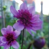 Vårlök Anemondahlia Hög Bayou Lavendel>Nelson Garden Best
