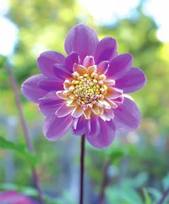 Vårlök Anemondahlia Hög Take Off Gul/Lila>Nelson Garden