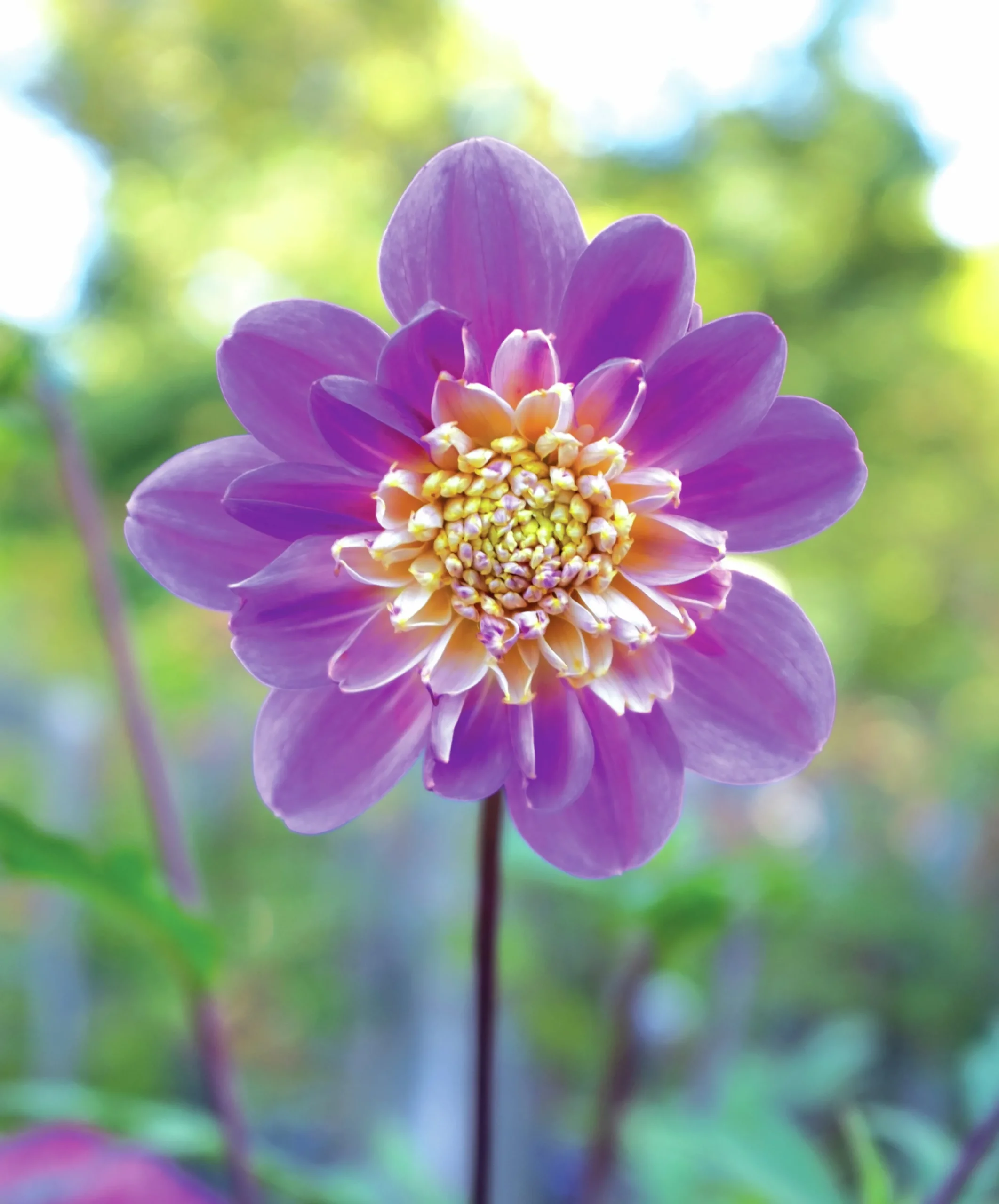 Vårlök Anemondahlia Hög Take Off Gul/Lila>Nelson Garden
