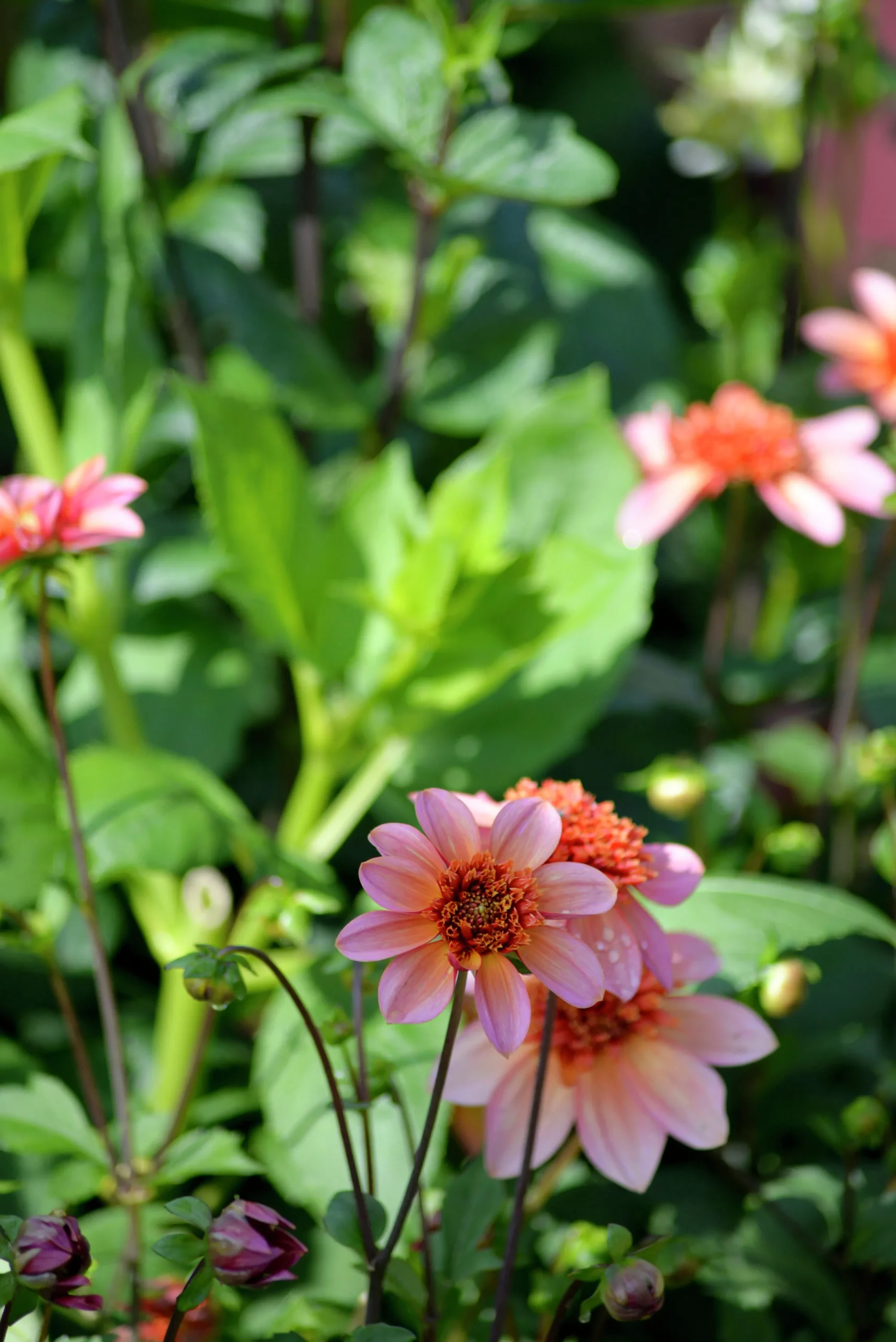 Vårlök Anemondahlia Låg Totally Tangerine>Nelson Garden Online