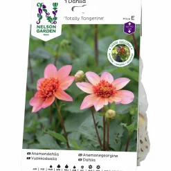 Vårlök Anemondahlia Låg Totally Tangerine>Nelson Garden Online