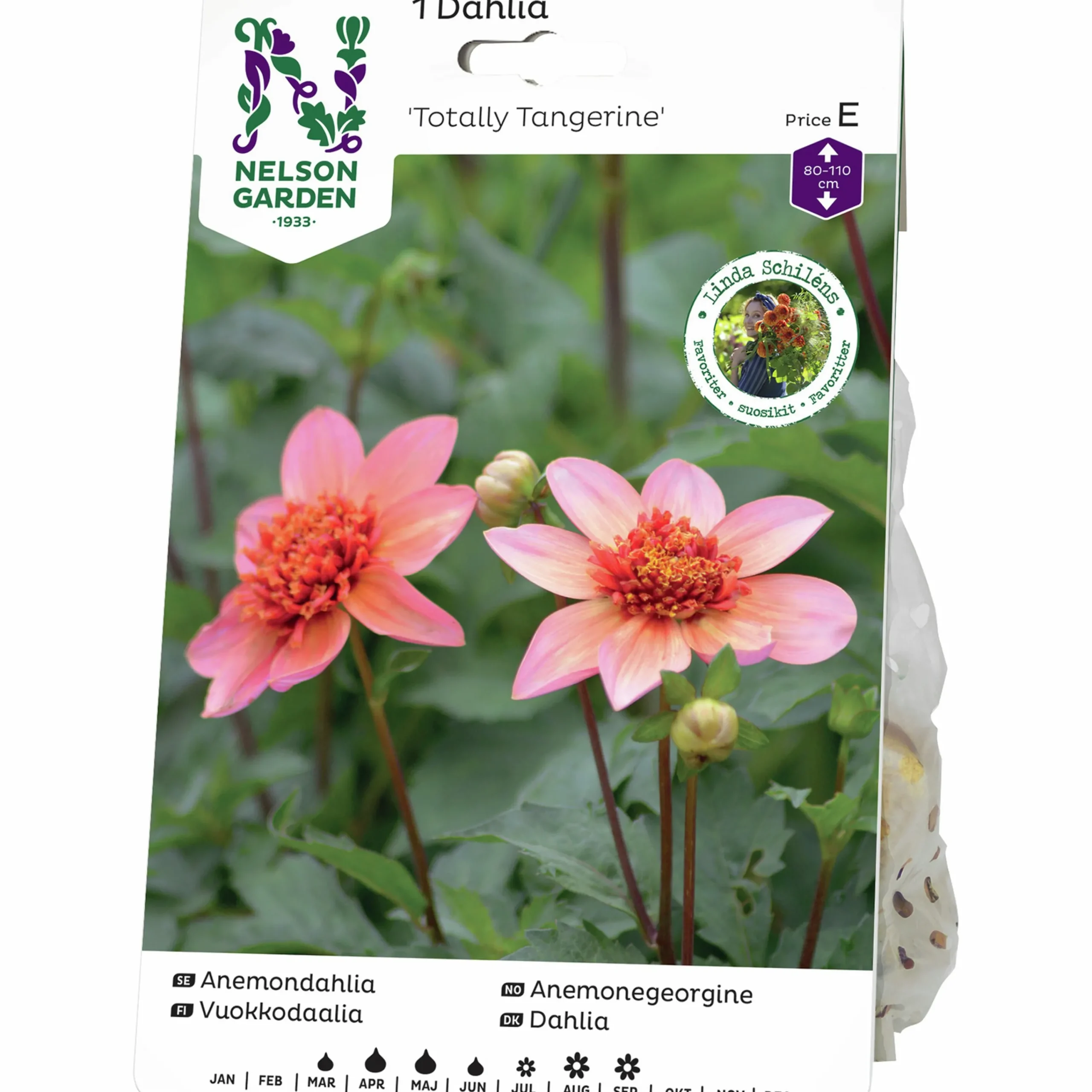 Vårlök Anemondahlia Låg Totally Tangerine>Nelson Garden Online