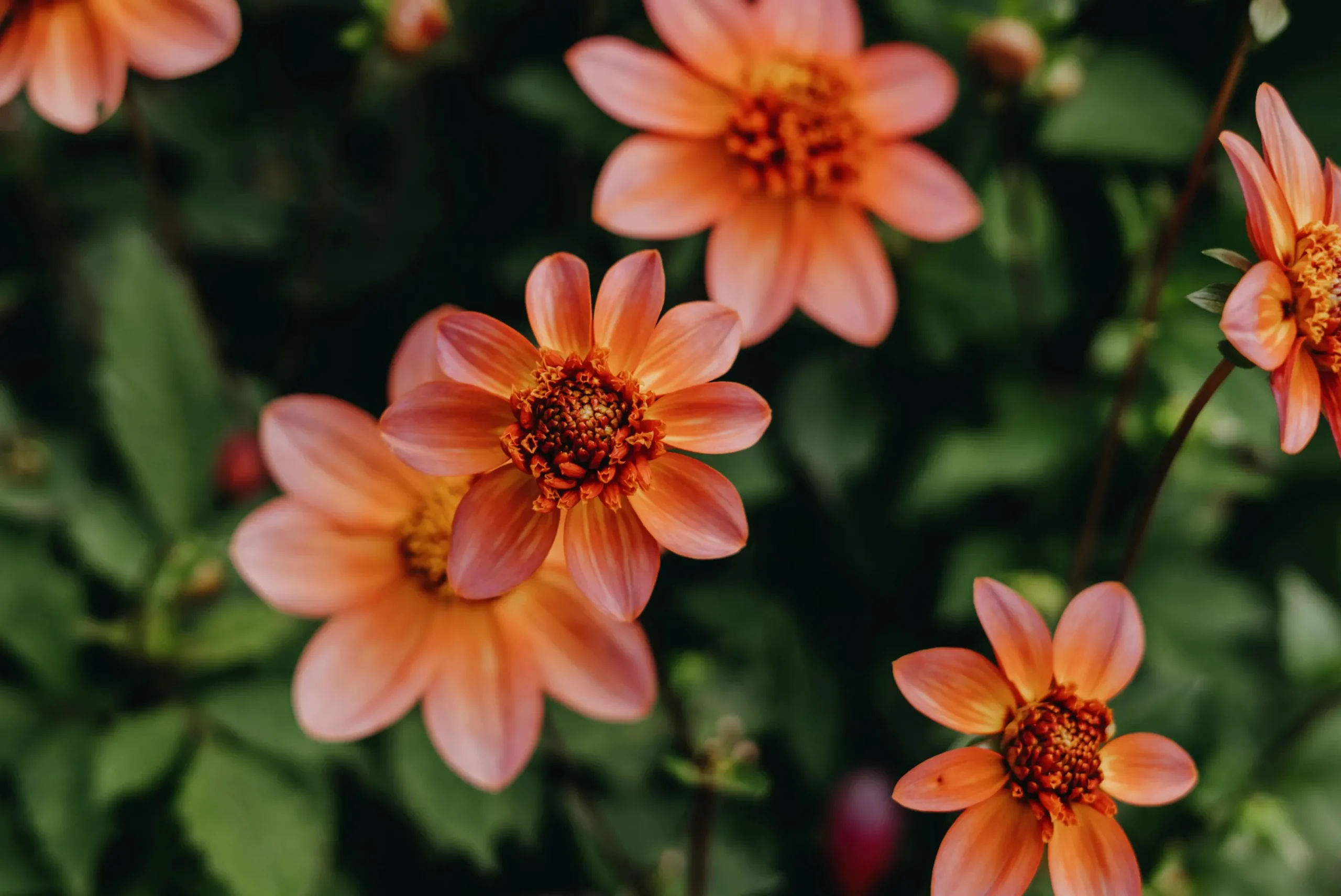 Vårlök Anemondahlia Låg Totally Tangerine>Nelson Garden Online