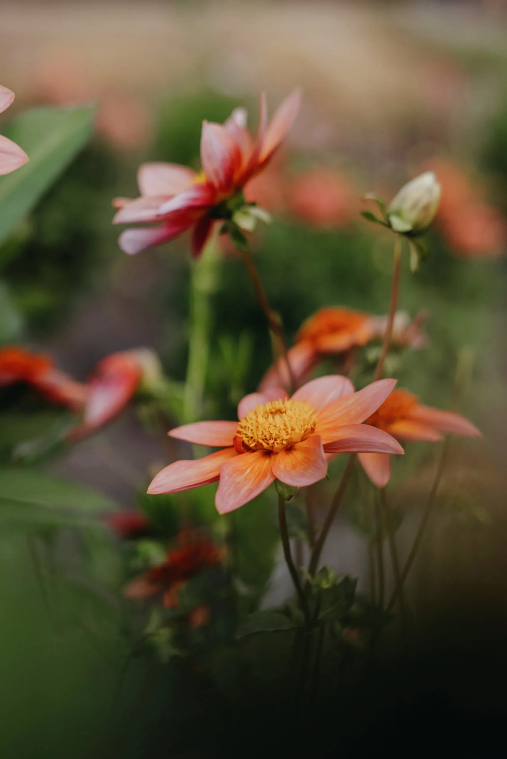 Vårlök Anemondahlia Låg Totally Tangerine>Nelson Garden Online