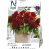 Vårlök Begonia Dubbel Storblommig Röd>Nelson Garden Hot