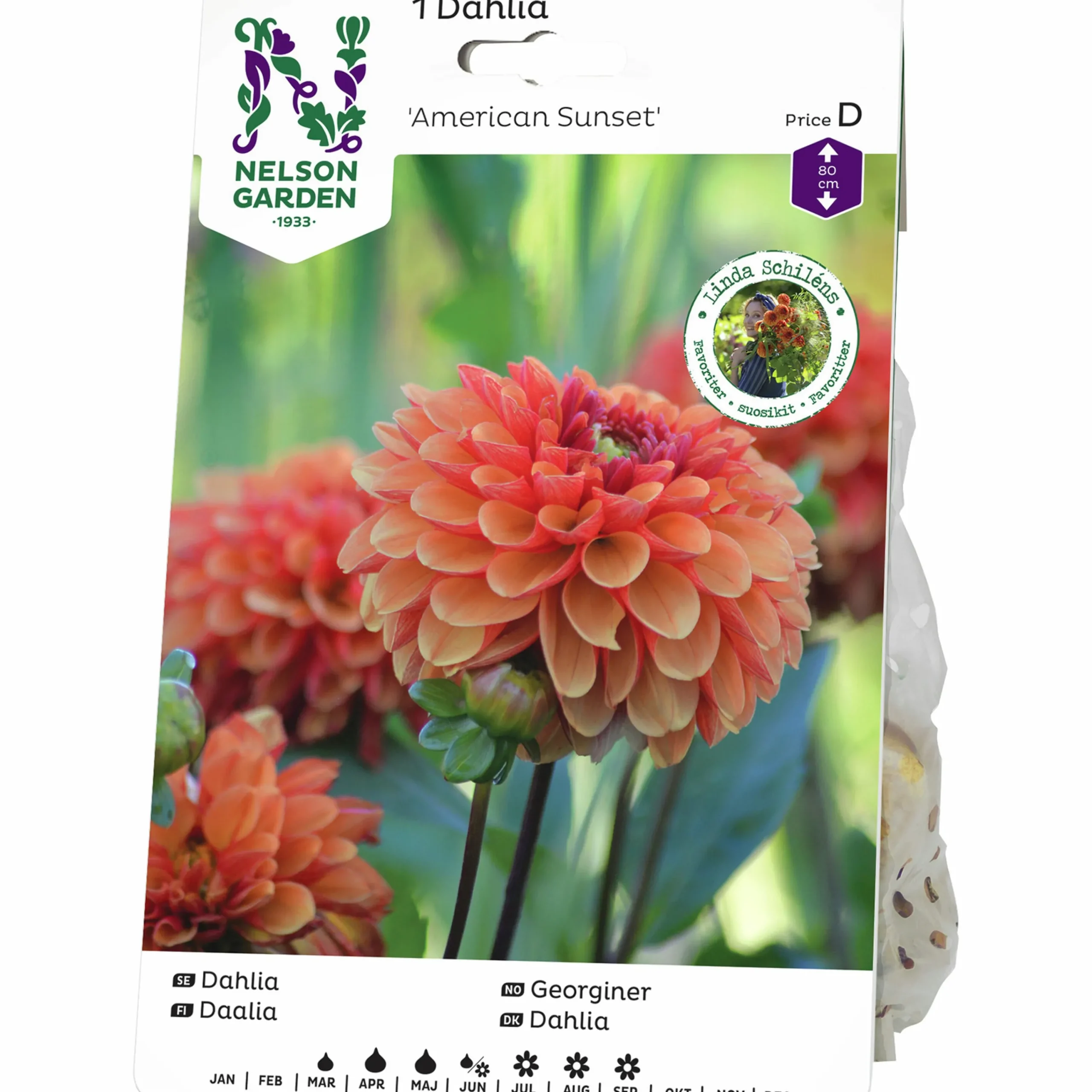 Vårlök Bolldahlia Låg America Sunset Orange>Nelson Garden