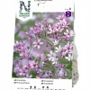 Vårlök Brudslöja Gypsophila paniculata Lila>Nelson Garden Outlet