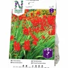 Vårlök Crocosmia Lucifer Rödorange>Nelson Garden Best