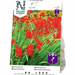 Vårlök Crocosmia Lucifer Rödorange>Nelson Garden Best