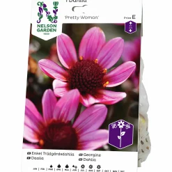 Vårlök Dahlia Enkel Låg Pretty Woman Lila>Nelson Garden