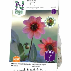 Vårlök Dahlia Enkel Hög Happy Single Kiss Lax>Nelson Garden Sale