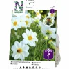 Vårlök Dahlia Enkel Låg Sneezy Vit>Nelson Garden Best