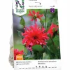 Vårlök Dekorativdahlia 'Red Labyrinth' Hög>Nelson Garden Best