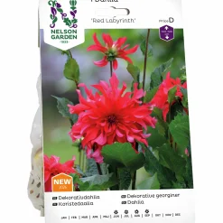 Vårlök Dekorativdahlia 'Red Labyrinth' Hög>Nelson Garden Best