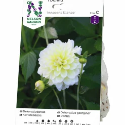 Vårlök Dekorativdahlia Hög Innocent Silence>Nelson Garden Hot