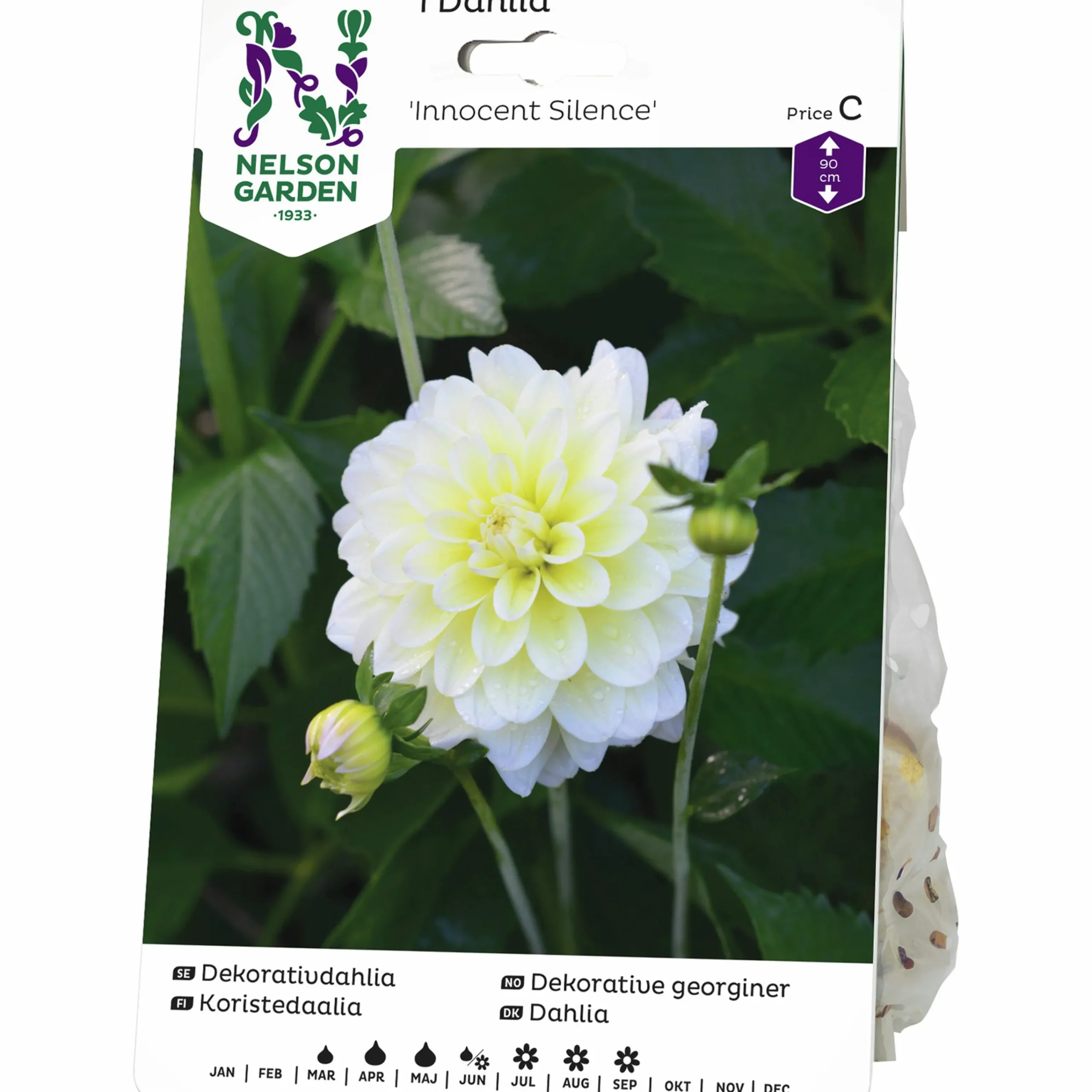 Vårlök Dekorativdahlia Hög Innocent Silence>Nelson Garden Hot