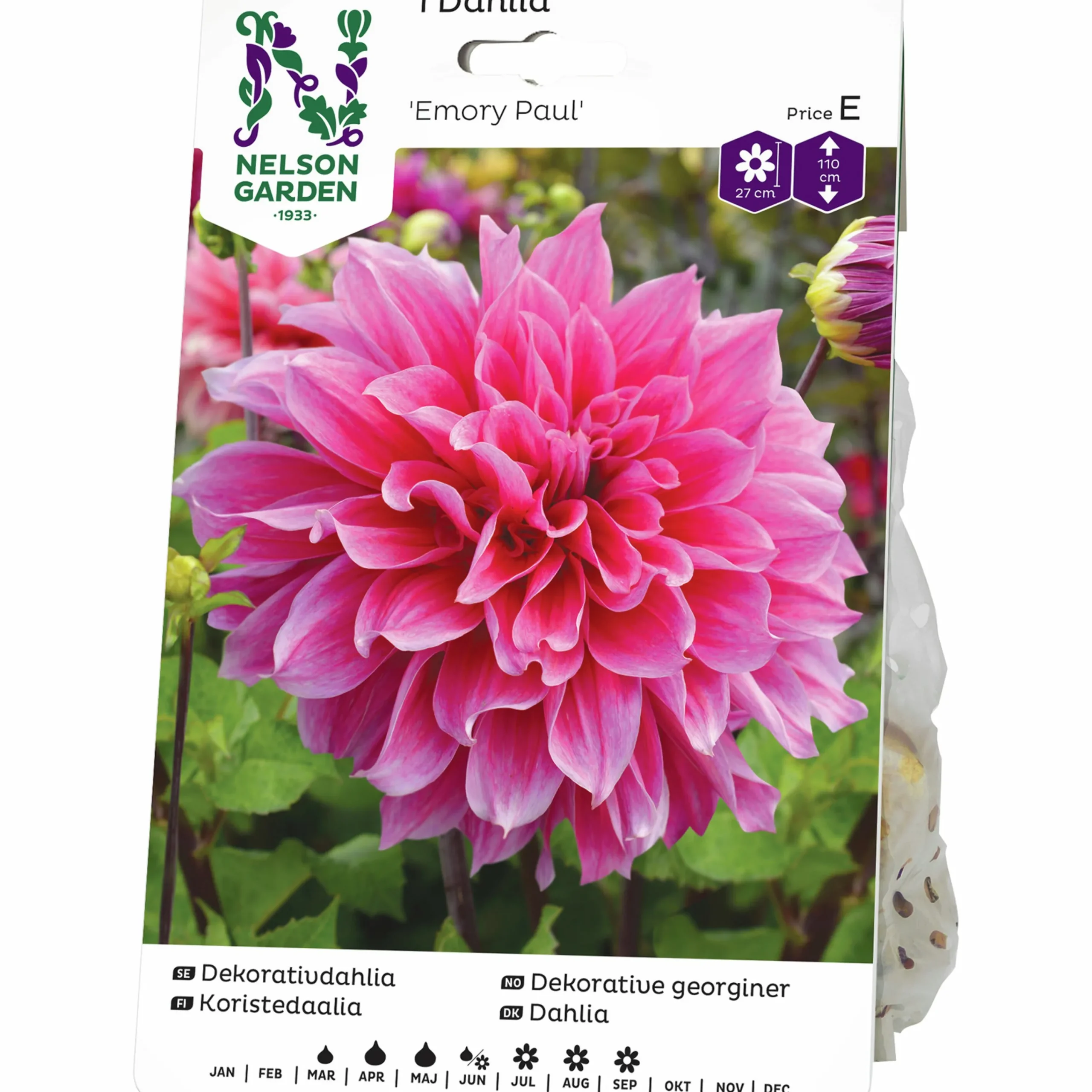 Vårlök Dekorativdahlia Hög Emory Paul Rosa>Nelson Garden New