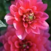 Vårlök Dekorativdahlia Låg Bluesette Mörkrosa>Nelson Garden Clearance