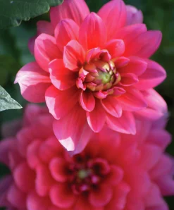 Vårlök Dekorativdahlia Låg Bluesette Mörkrosa>Nelson Garden Clearance