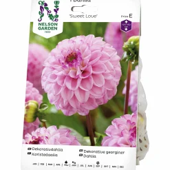Vårlök Dekorativdahlia Sweet Love>Nelson Garden Best