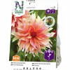 Vårlök Dekorativdahlia Hög Labyrinth Aprikos>Nelson Garden Clearance