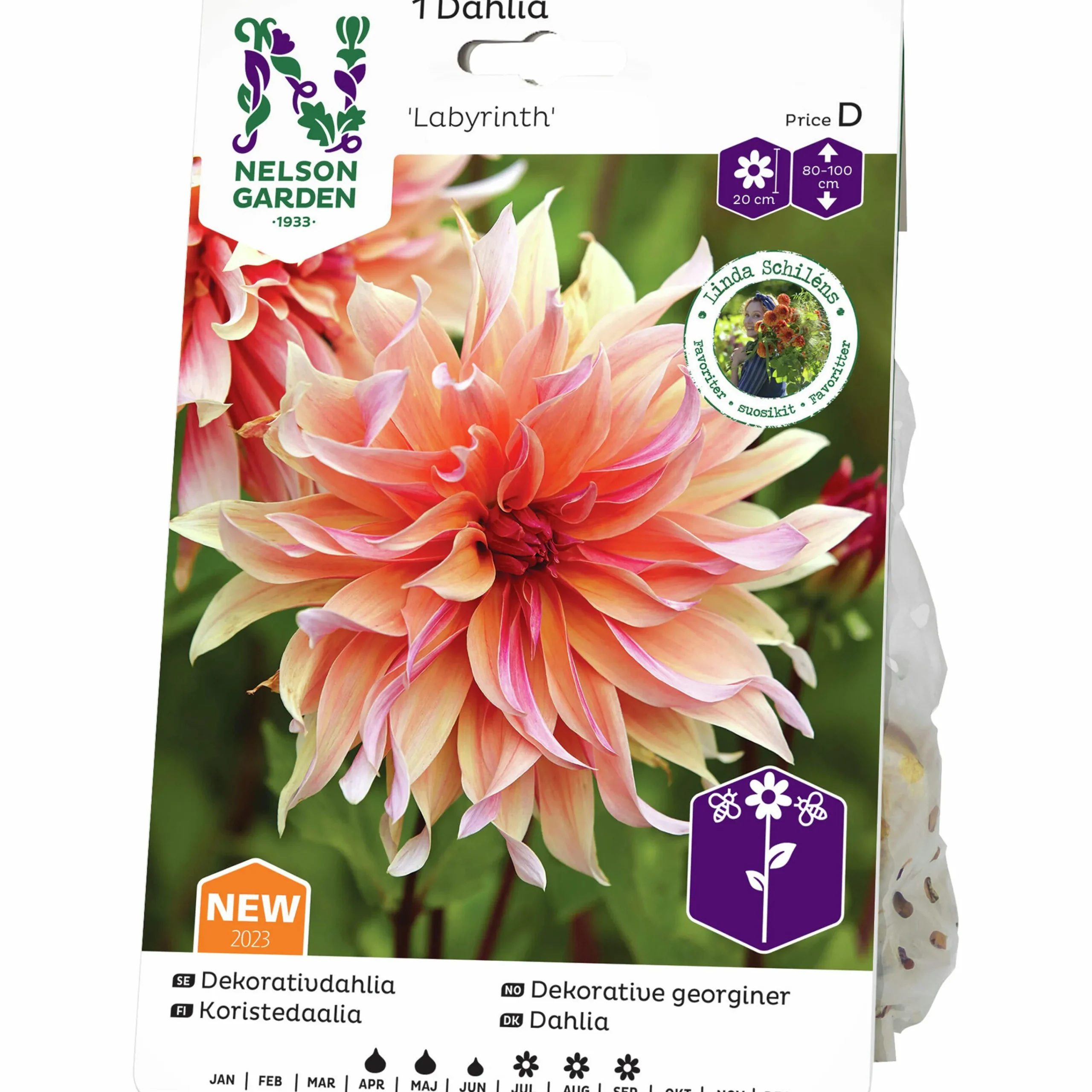 Vårlök Dekorativdahlia Hög Labyrinth Aprikos>Nelson Garden Clearance