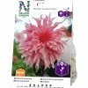 Vårlök Dekorativdahlia Hög Penhill Watermelon>Nelson Garden Outlet