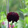Vårlök Dekorativdahlia Hög Manoa Vinröd>Nelson Garden Outlet