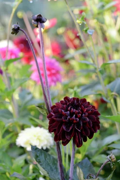 Vårlök Dekorativdahlia Hög Manoa Vinröd>Nelson Garden Outlet