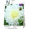 Vårlök Dekorativdahlia Hög Fleurel Vit>Nelson Garden Clearance