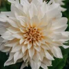 Vårlök Dekorativdahlia Hög Cafe au Lait>Nelson Garden Outlet