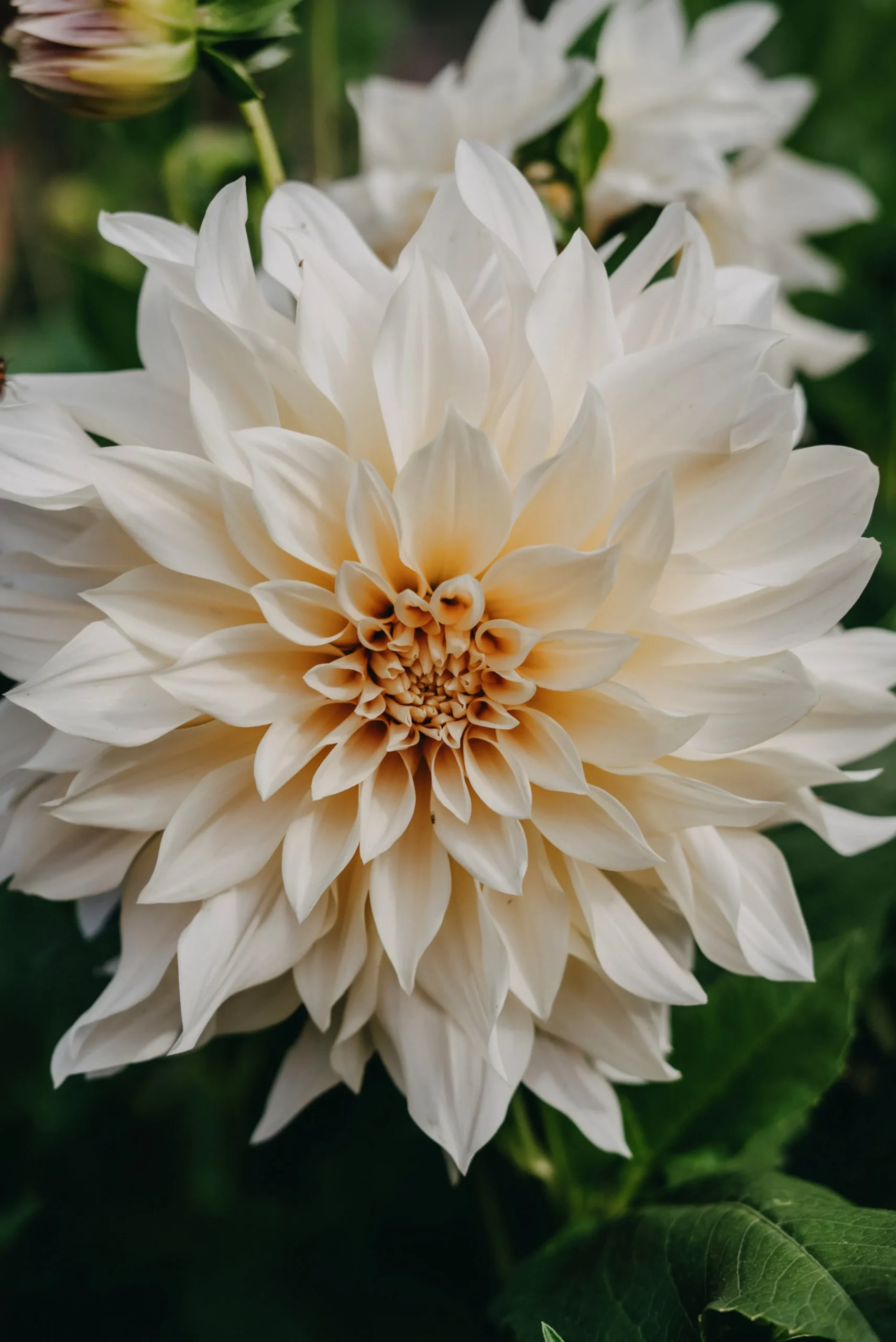 Vårlök Dekorativdahlia Hög Cafe au Lait>Nelson Garden Outlet