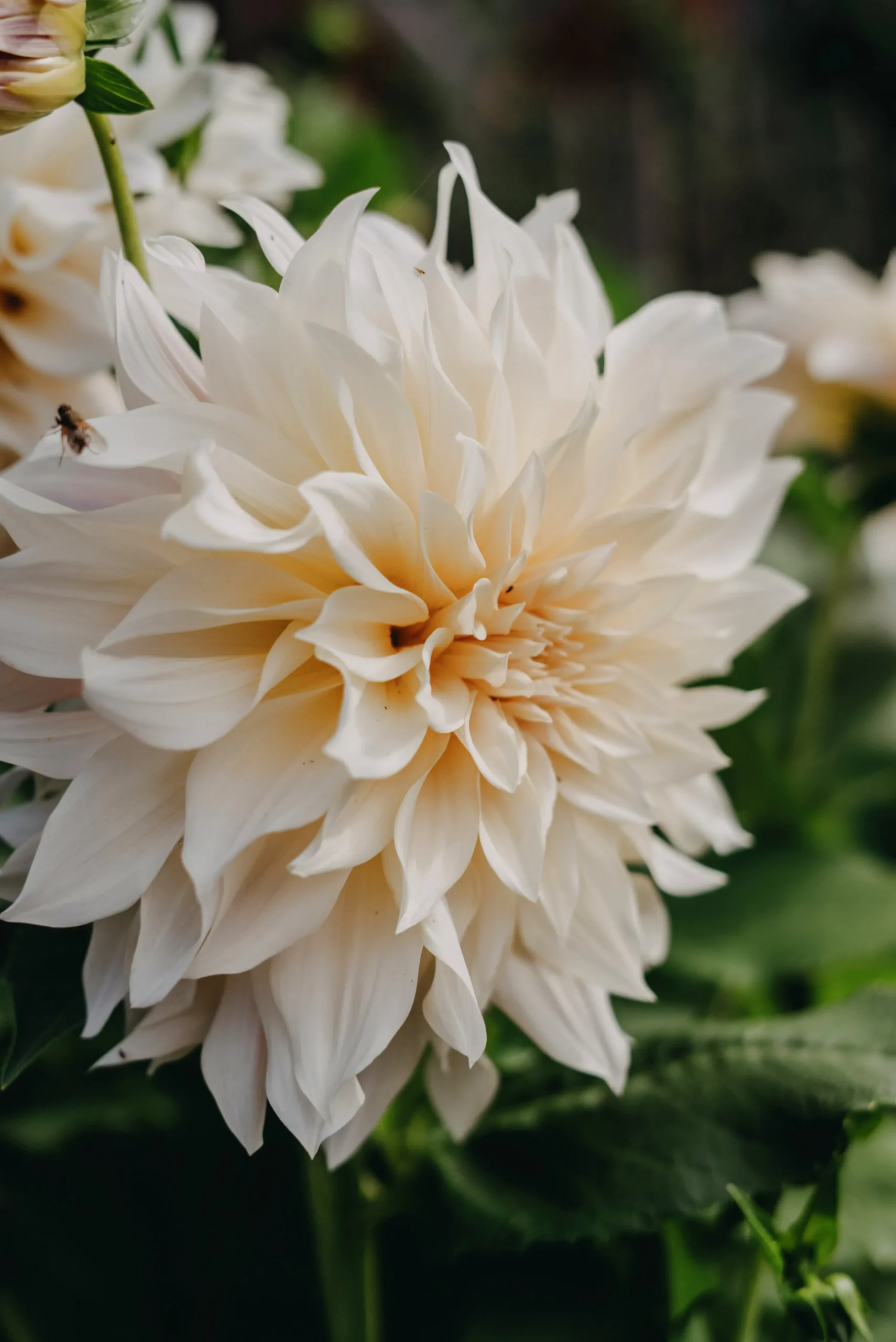 Vårlök Dekorativdahlia Hög Cafe au Lait>Nelson Garden Outlet