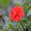 Vårlök Dekorativdahlia Låg Ellen Houston Röd>Nelson Garden Outlet