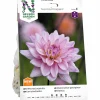 Vårlök Dekorativdahlia 'Karma Prospero' Låg>Nelson Garden Online