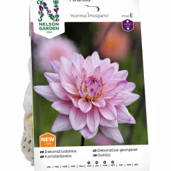 Vårlök Dekorativdahlia 'Karma Prospero' Låg>Nelson Garden Online