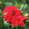 Vårlök Dekorativdahlia Låg Heatwave Röd>Nelson Garden Discount