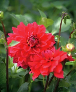 Vårlök Dekorativdahlia Låg Heatwave Röd>Nelson Garden Discount
