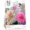 Vårlök Dekorativdahlia Lovely Match Otto's Café>Nelson Garden Sale