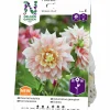 Vårlök Dekorativdahlia Hög Break Out Gräddrosa>Nelson Garden Clearance